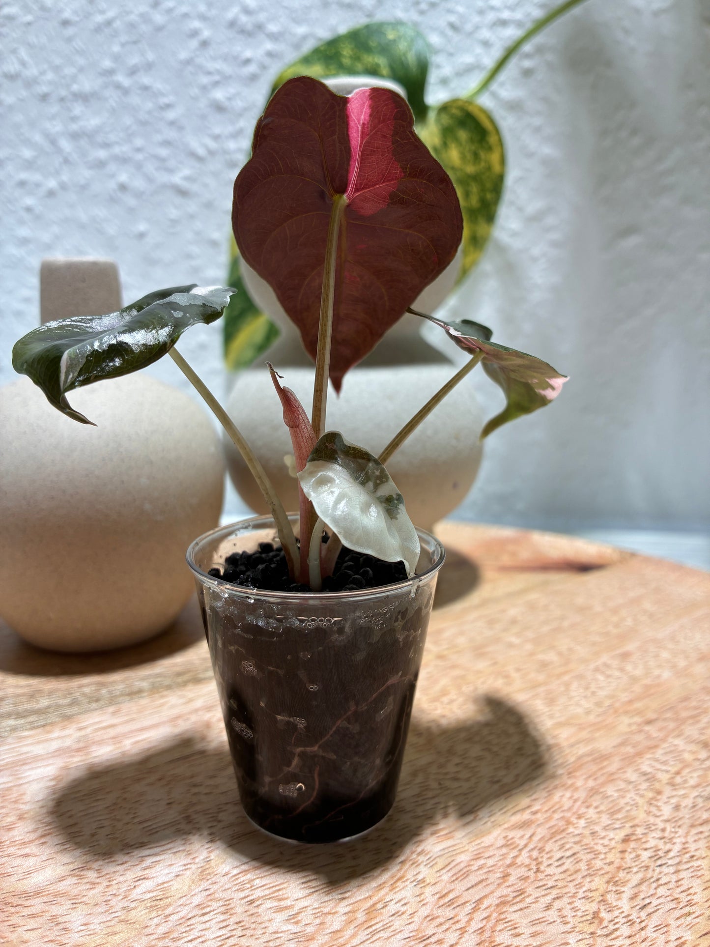 Alocasia Chantrieri Pink #3