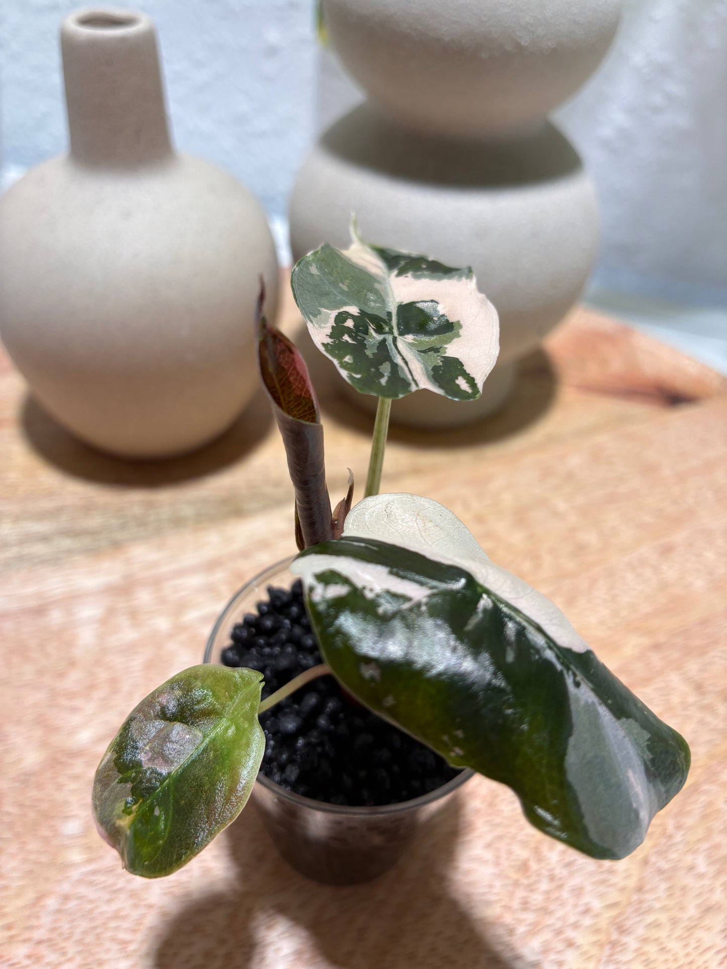 Alocasia Chantrieri Pink #2