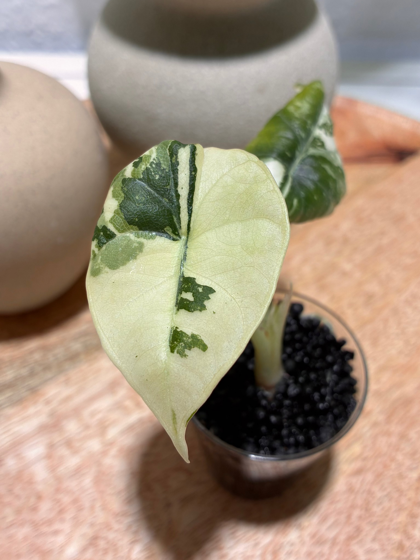 Alocasia Maharani Albo #2