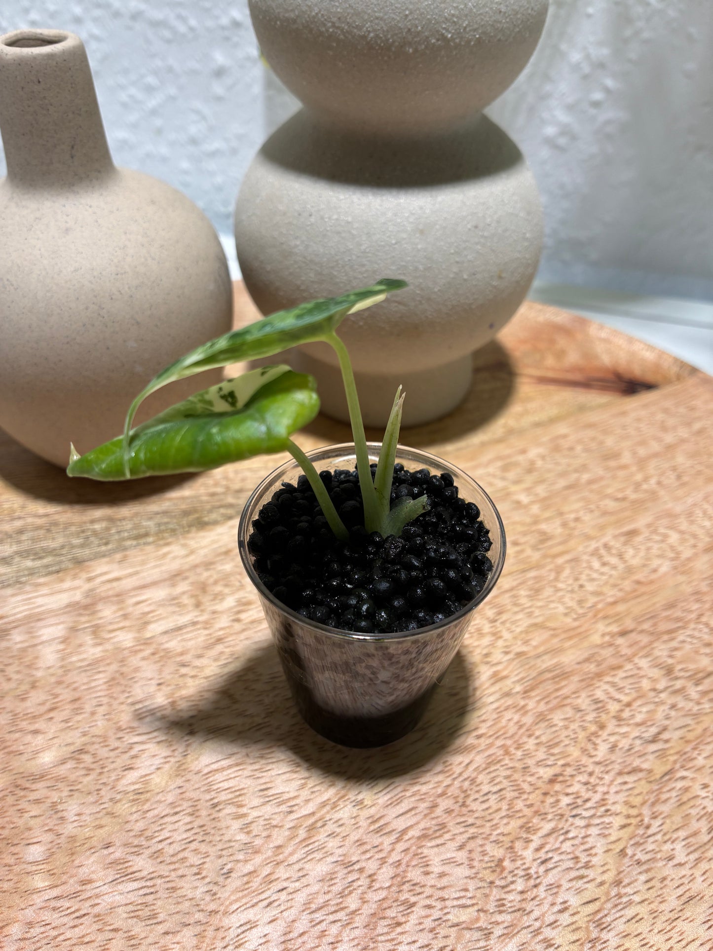 Alocasia Maharani Albo #1