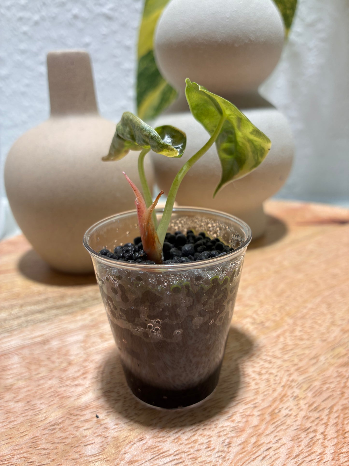 Alocasia Azlanii Aurea #1