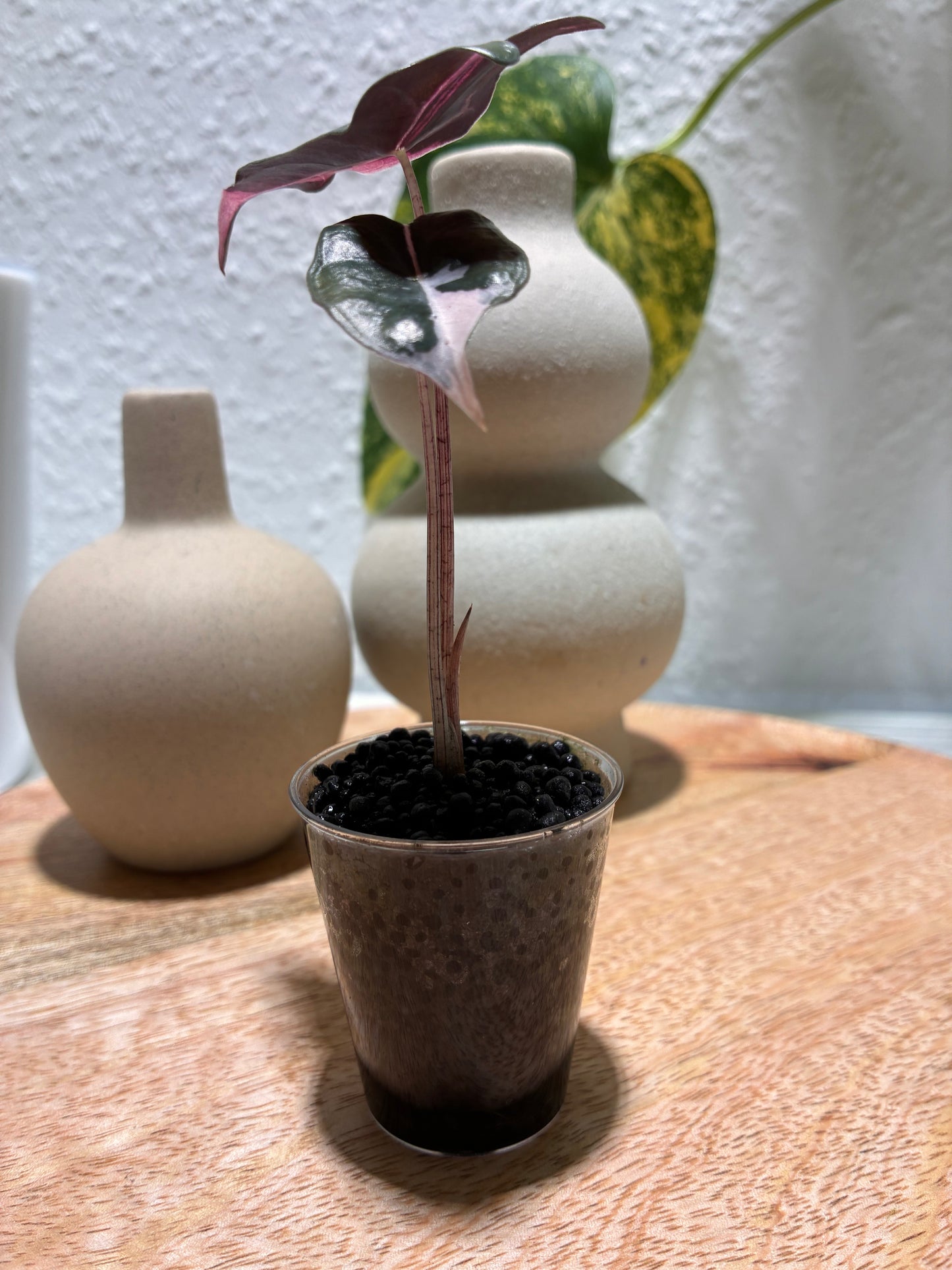 Alocasia Nobilis pink #2