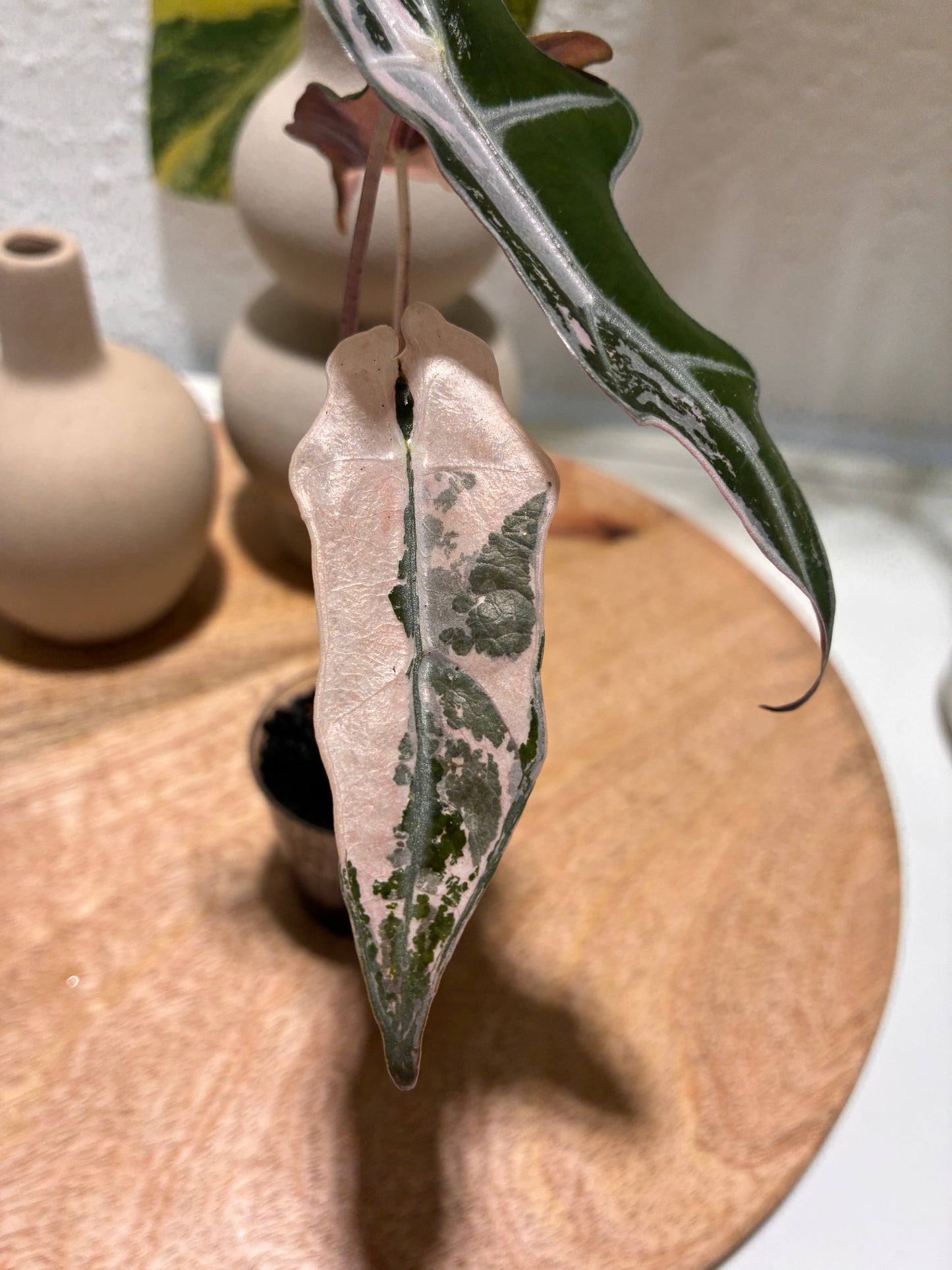 Alocasia Nobilis pink #1