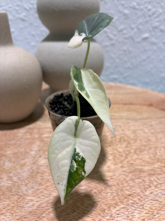 Alocasia Maharani Albo #1