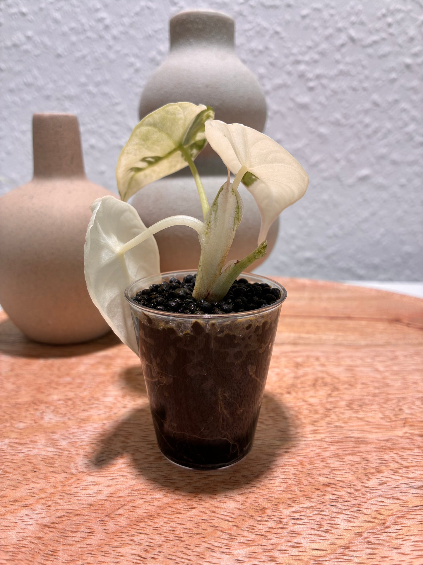 Alocasia Maharani Albo #2