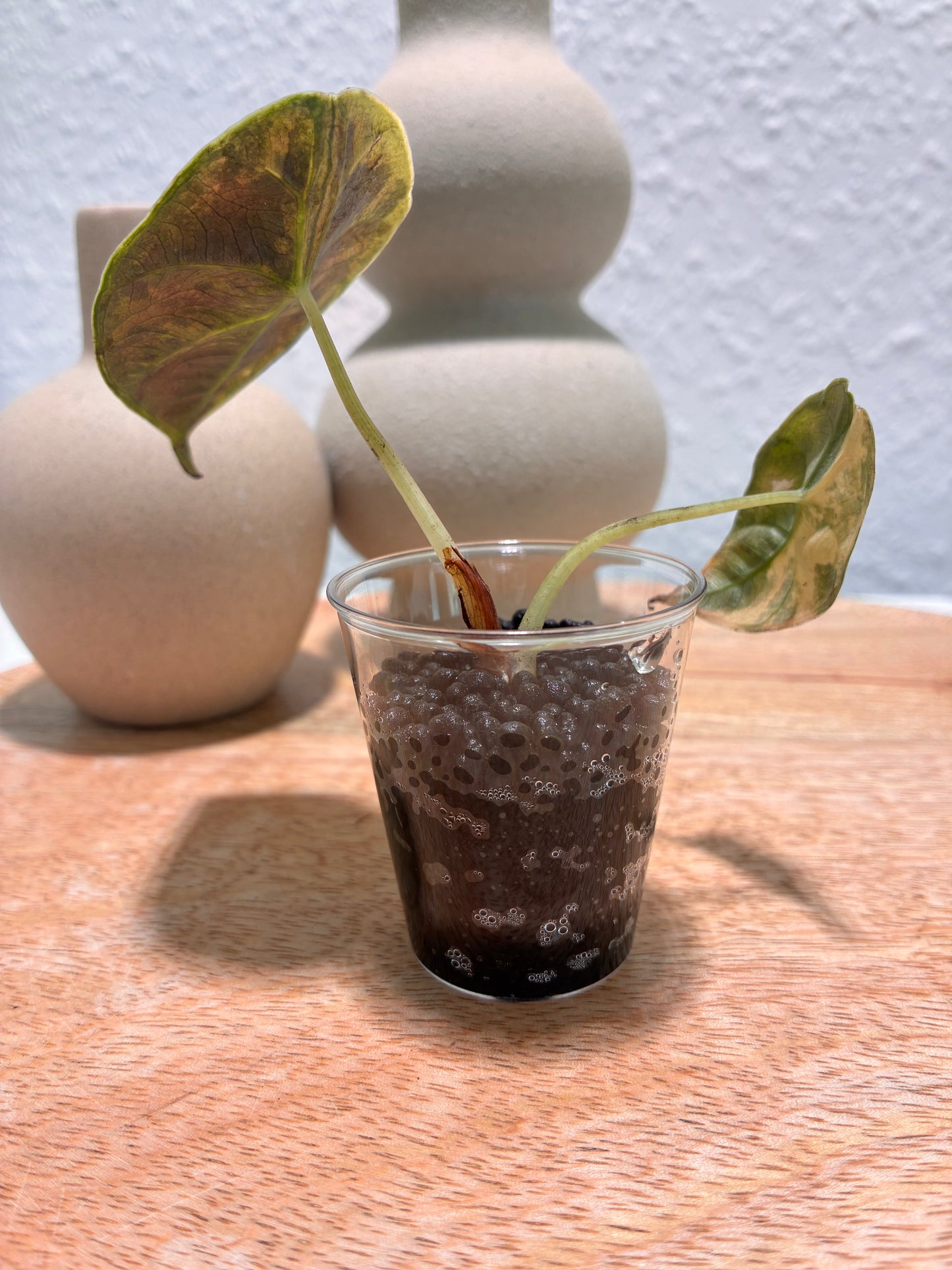 Alocasia Azlanii Aurea #1