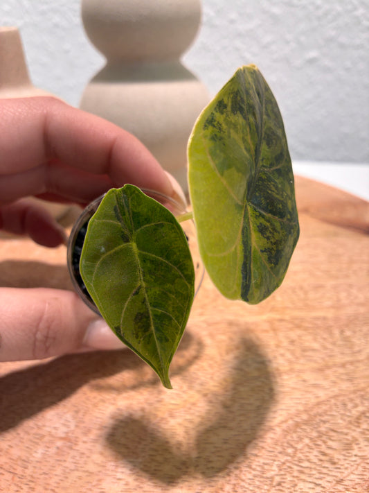 Alocasia Azlanii Aurea #2