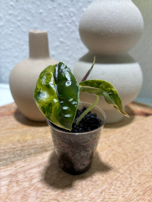 Alocasia Azlanii Aurea #1