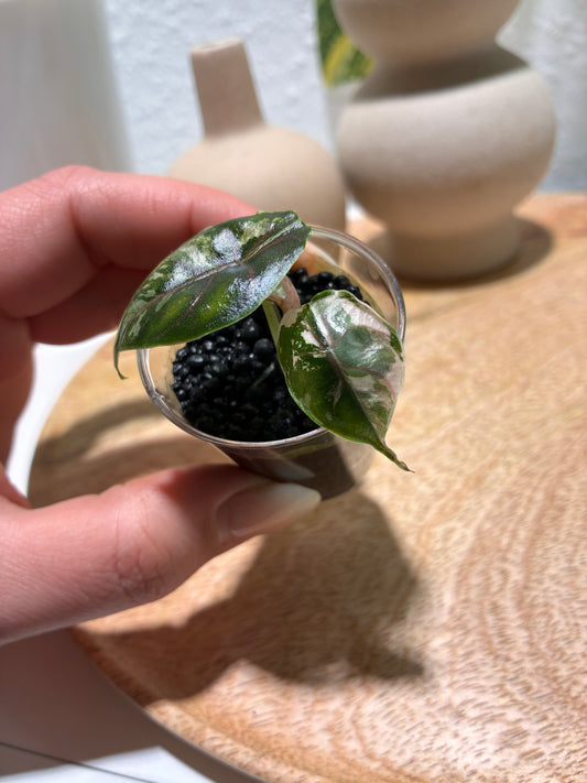 Alocasia Azlanii Albo/Pink #2