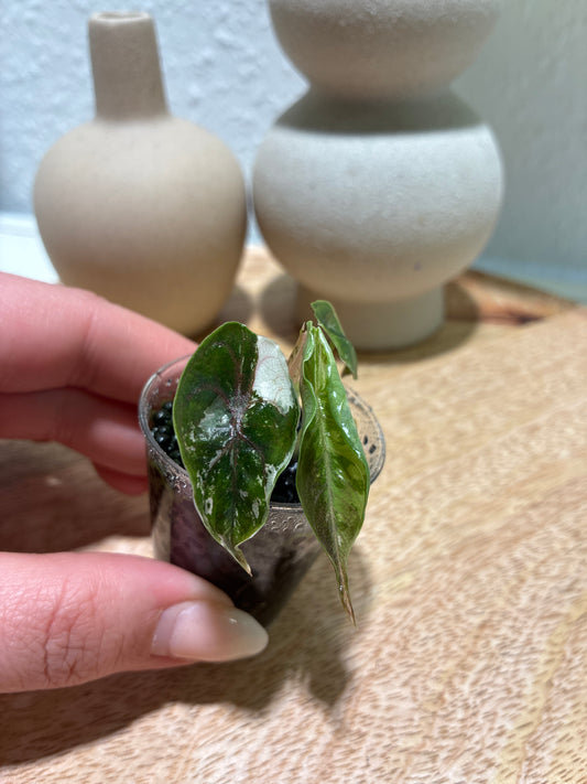 Alocasia Azlanii Albo/Pink #1