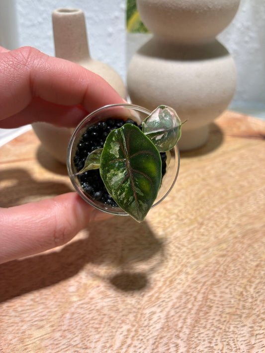 Alocasia Azlanii Albo/Pink #2