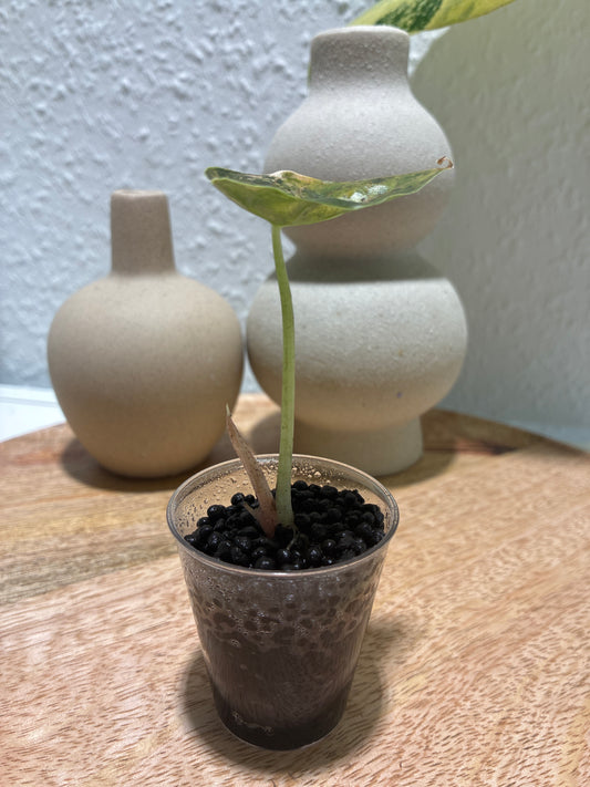 Alocasia Azlanii Aurea #2