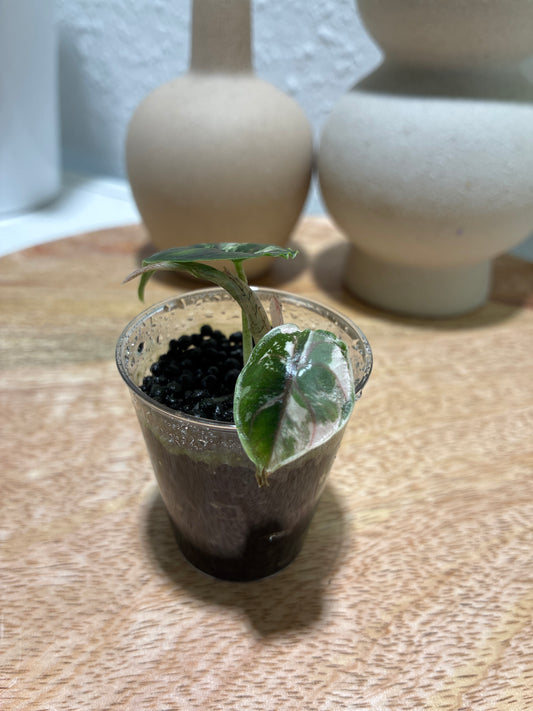 Alocasia Azlanii Albo/Pink #2