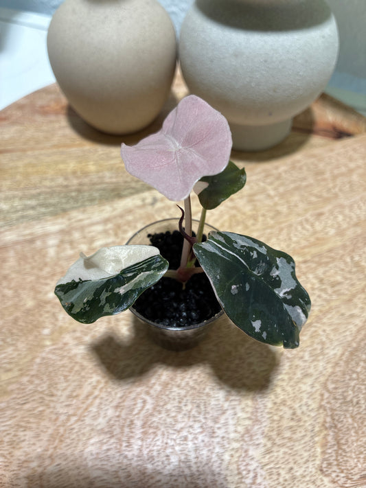 Alocasia Chantrieri Pink #1