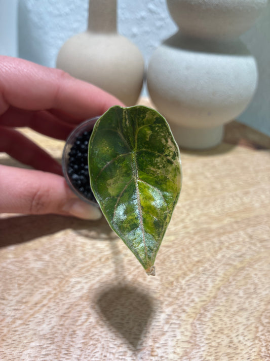 Alocasia Azlanii Aurea #2