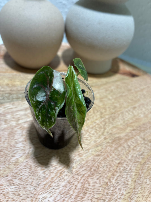 Alocasia Azlanii Albo/Pink #1