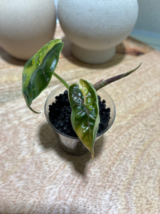 Alocasia Azlanii Aurea #1