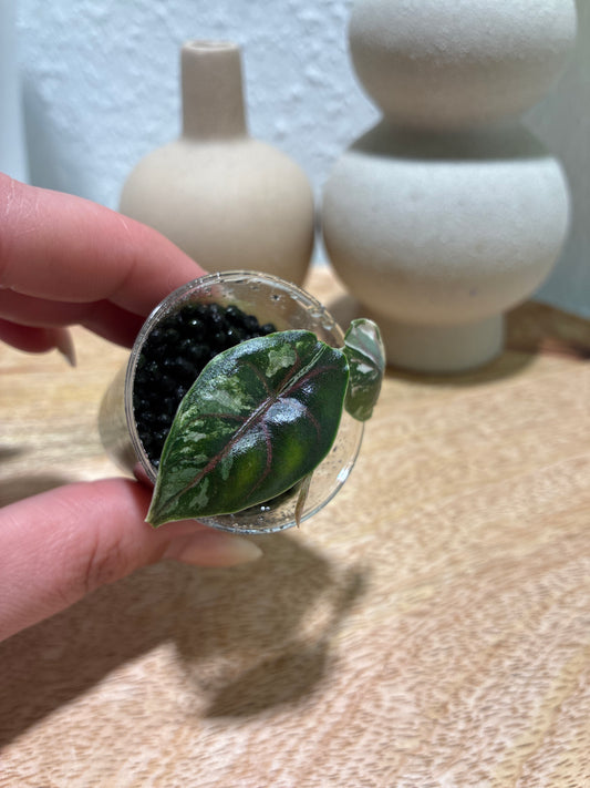 Alocasia Azlanii Albo/Pink #2