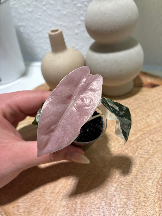 Alocasia Chantrieri Pink #1