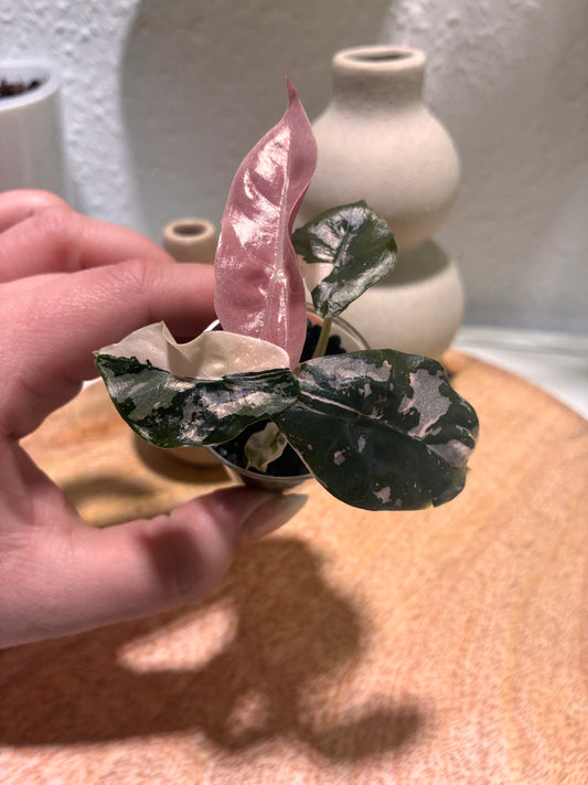 Alocasia Chantrieri Pink #1