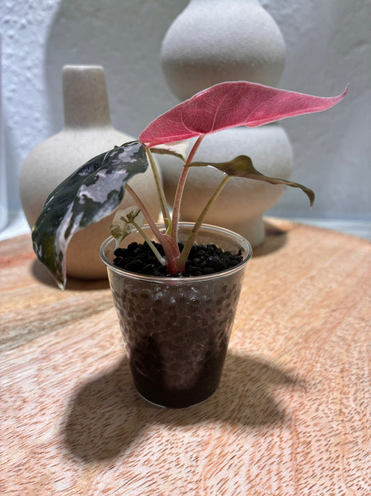 Alocasia Chantrieri Pink #1