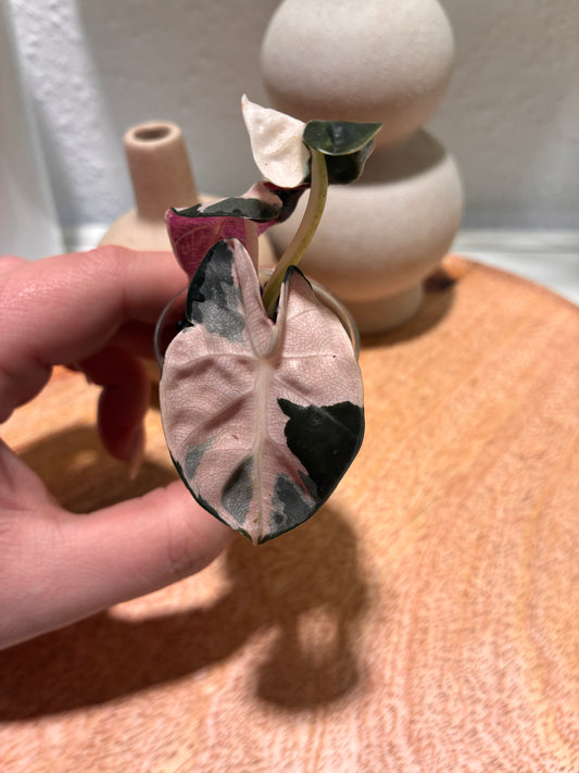 Alocasia Heart Balloon pink #1