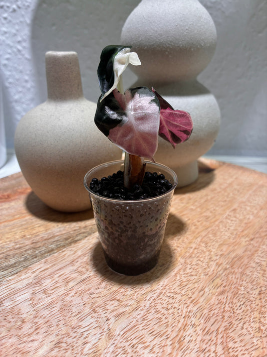 Alocasia Heart Balloon pink #1