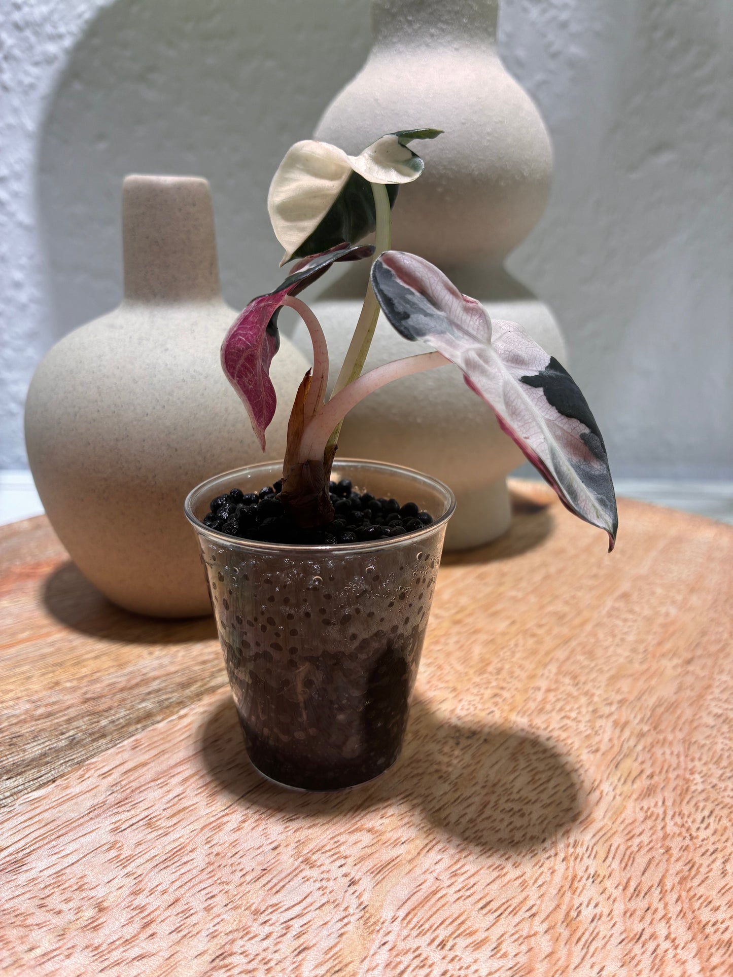 Alocasia Heart Balloon pink #1