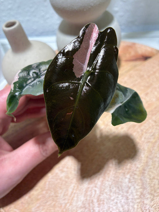 Alocasia Chantrieri Pink #3