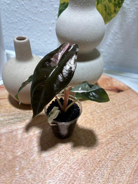 Alocasia Chantrieri Pink #3