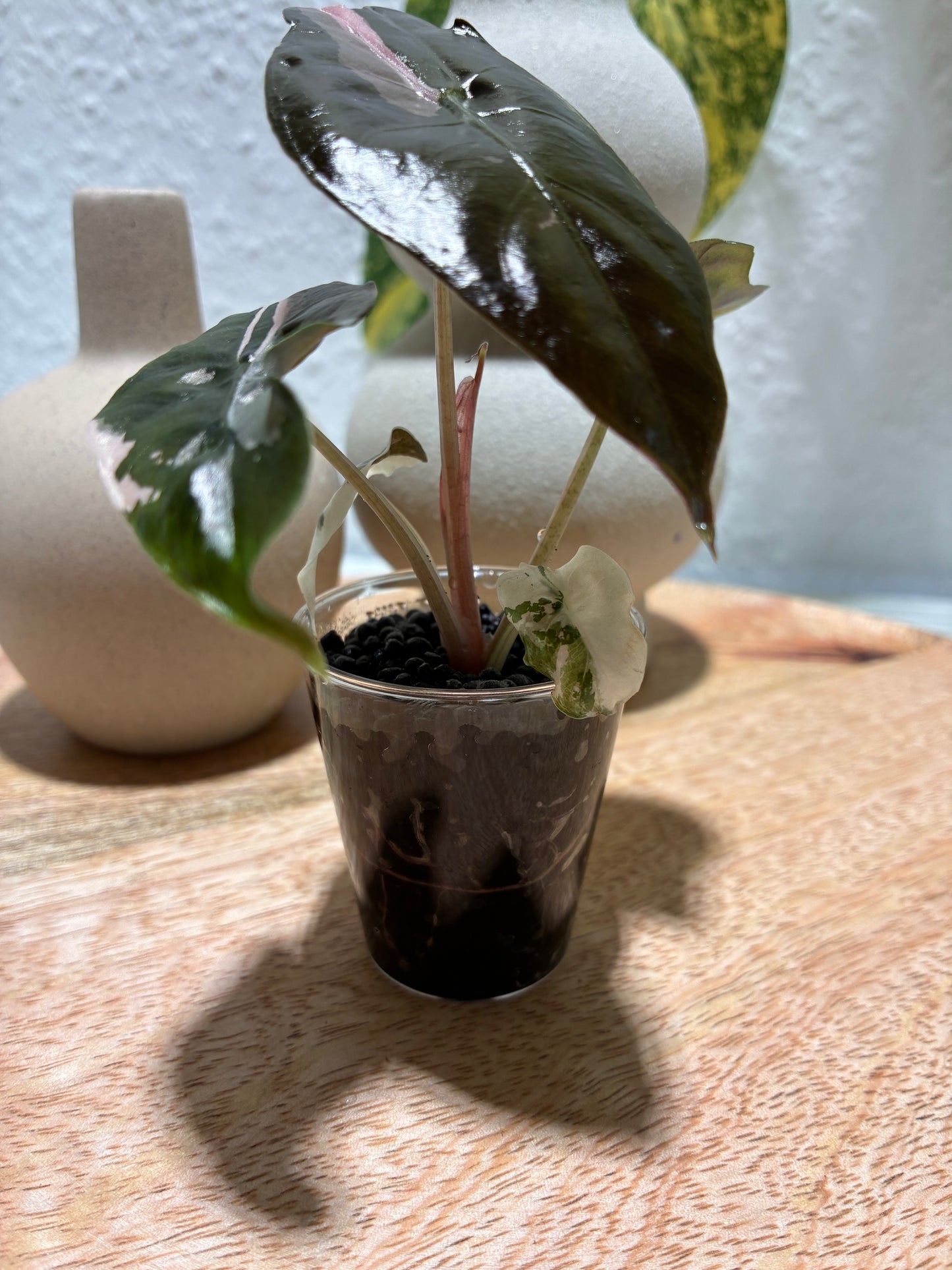 Alocasia Chantrieri Pink #3