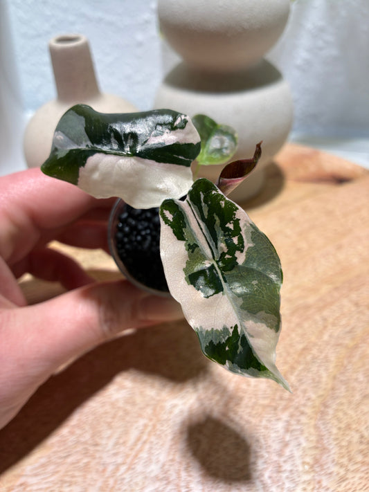 Alocasia Chantrieri Pink #2