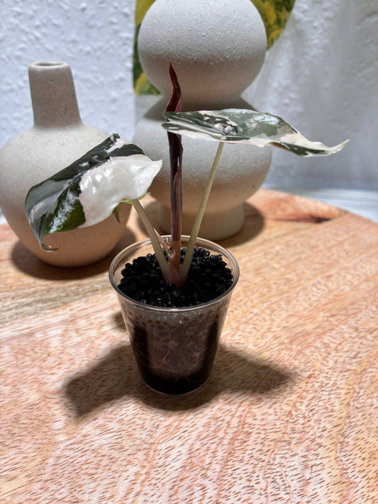 Alocasia Chantrieri Pink #2