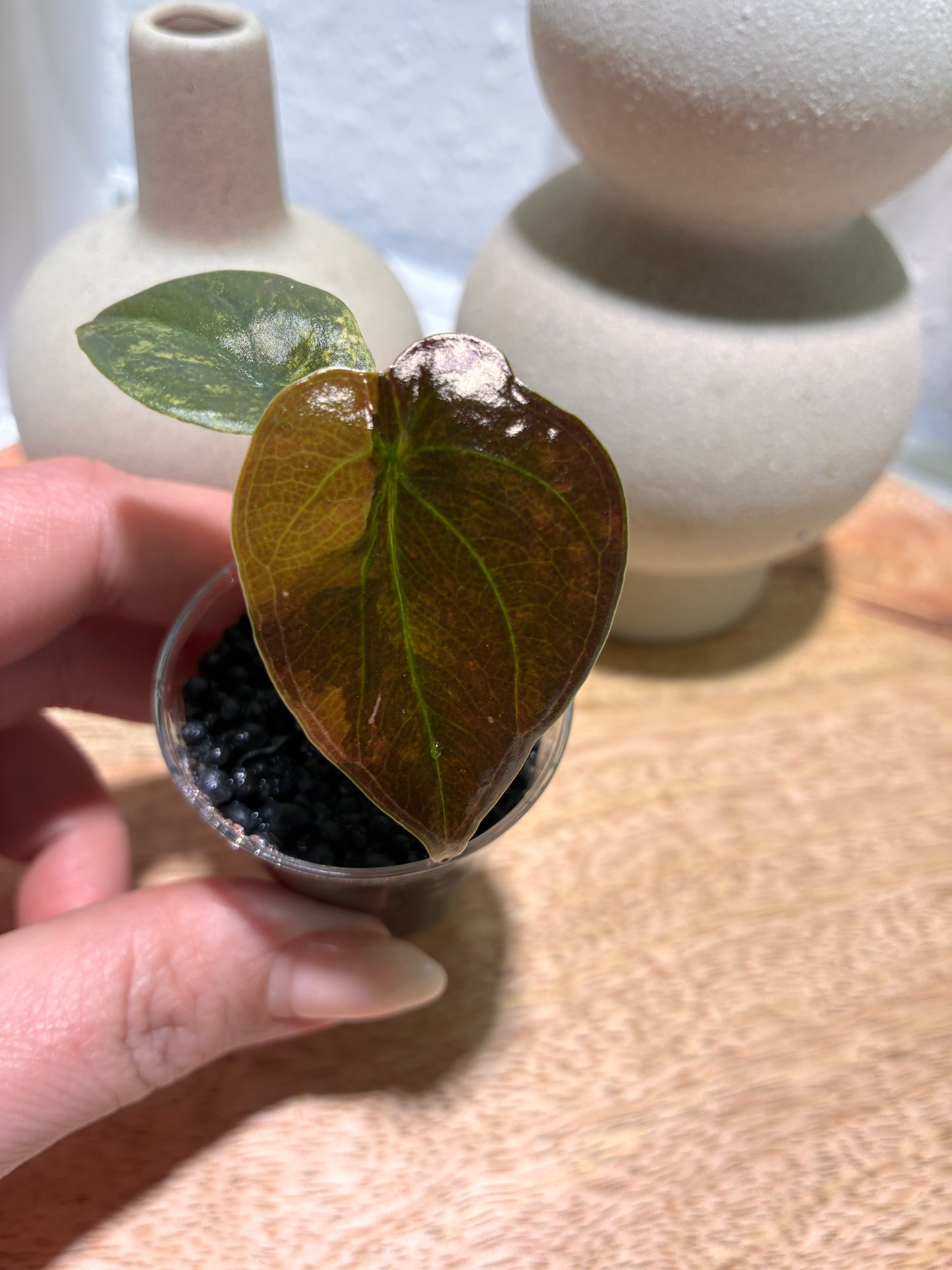 Alocasia Cuprea Latte #2