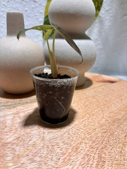 Alocasia Cuprea Latte #2