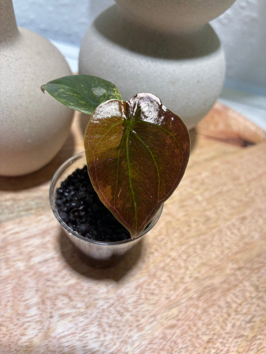 Alocasia Cuprea Latte #2