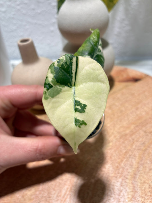 Alocasia Maharani Albo #2