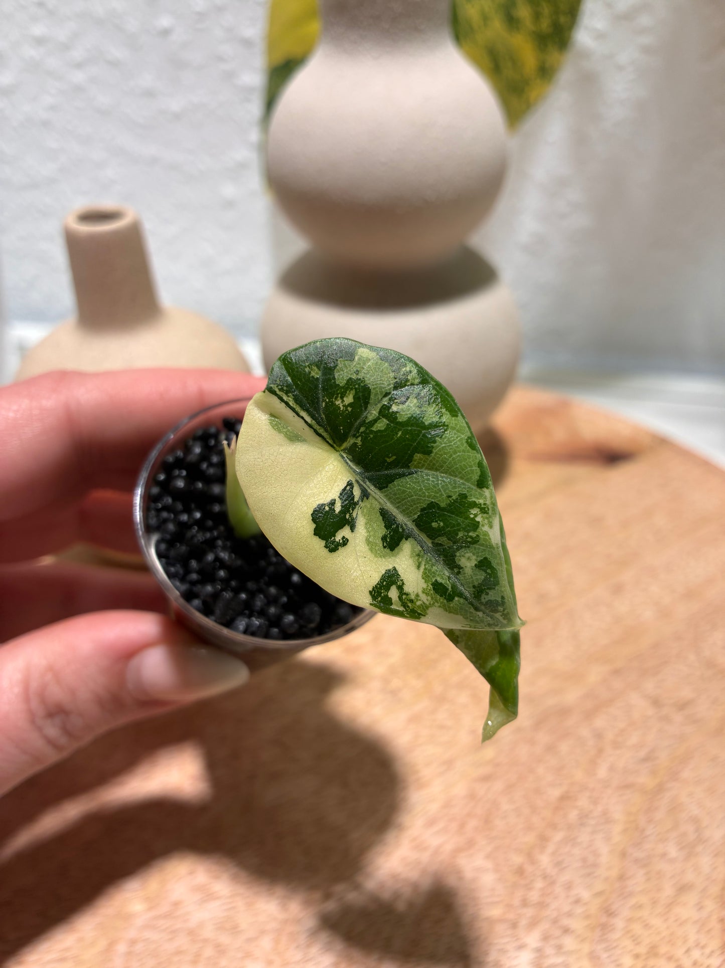 Alocasia Maharani Albo #1