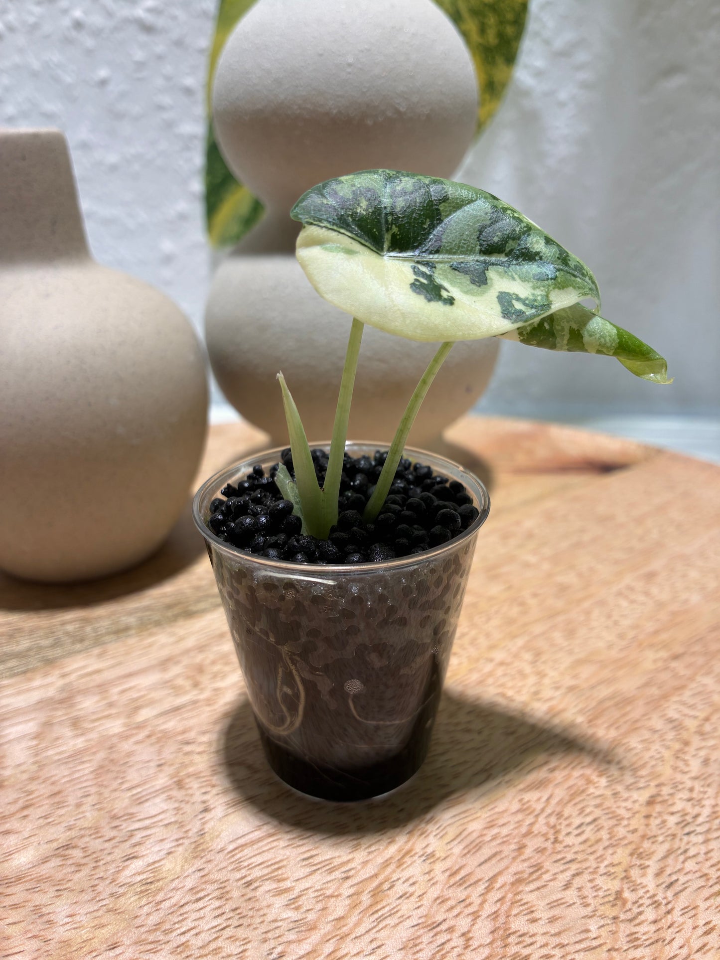 Alocasia Maharani Albo #1