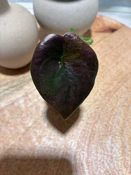 Alocasia Cuprea Latte #1