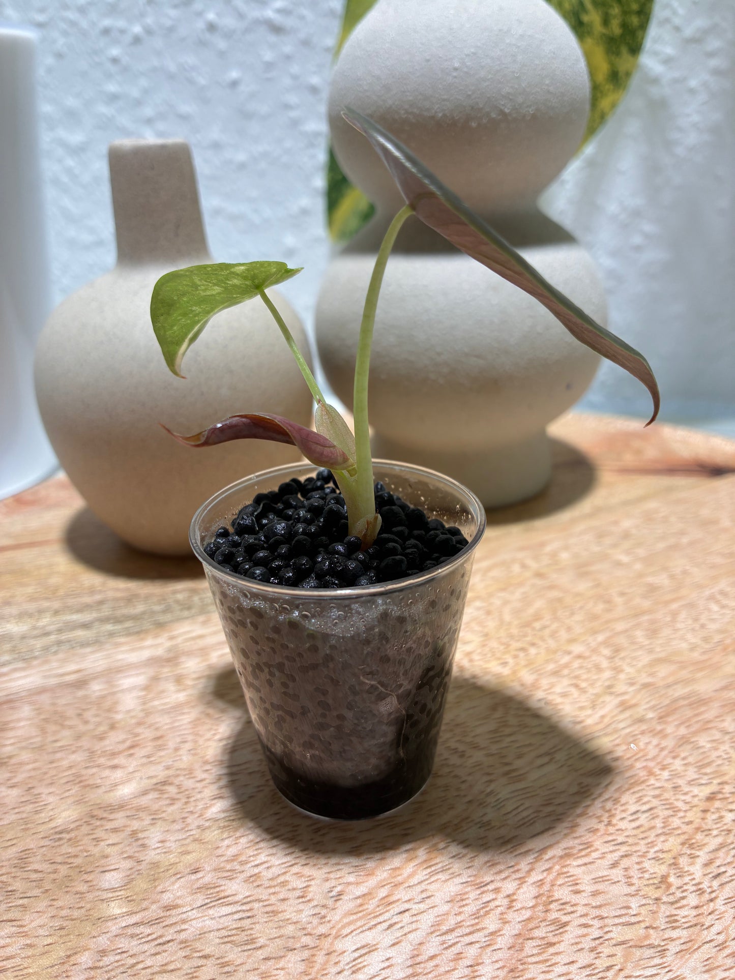 Alocasia Cuprea Latte #1