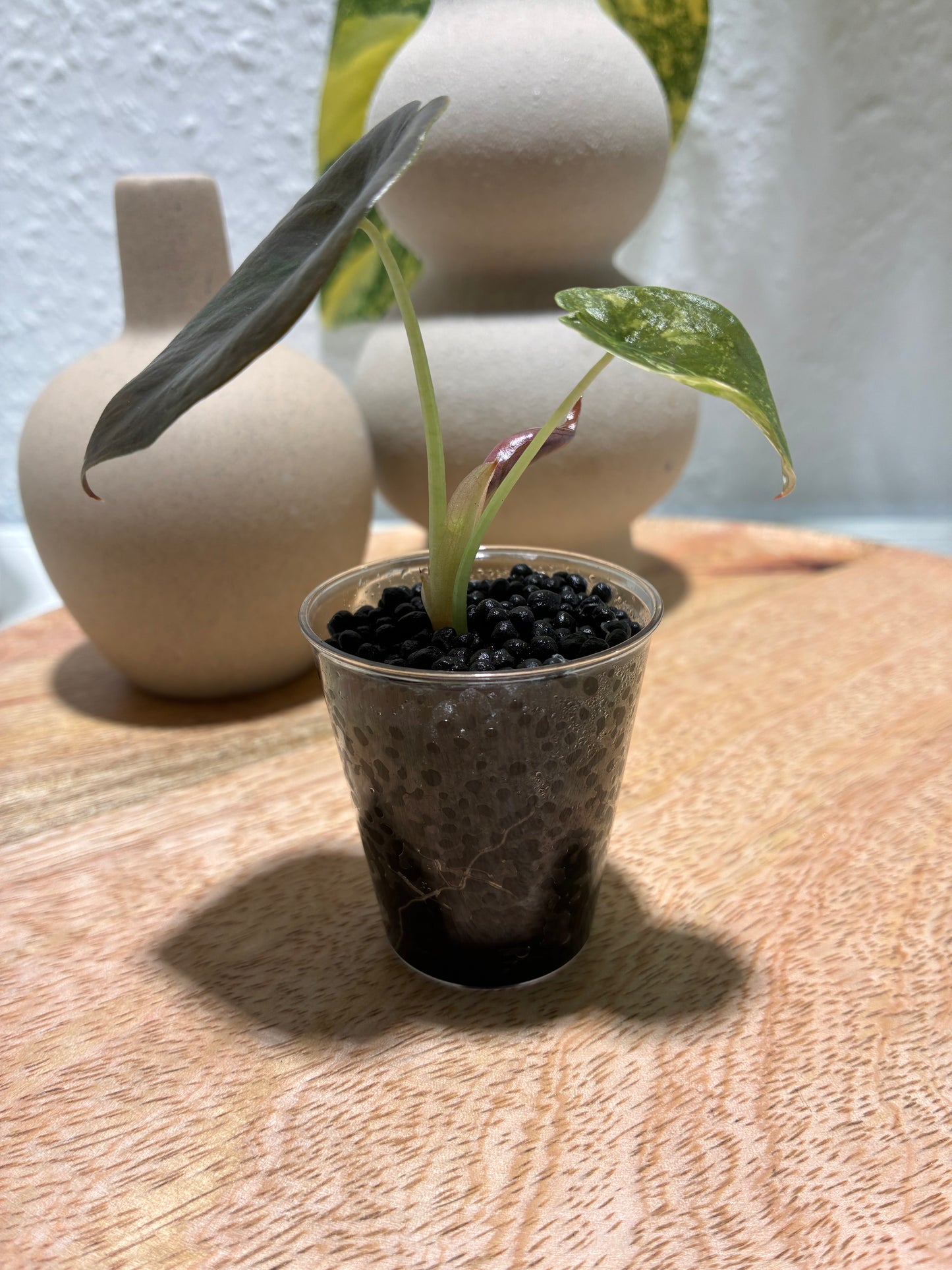 Alocasia Cuprea Latte #1