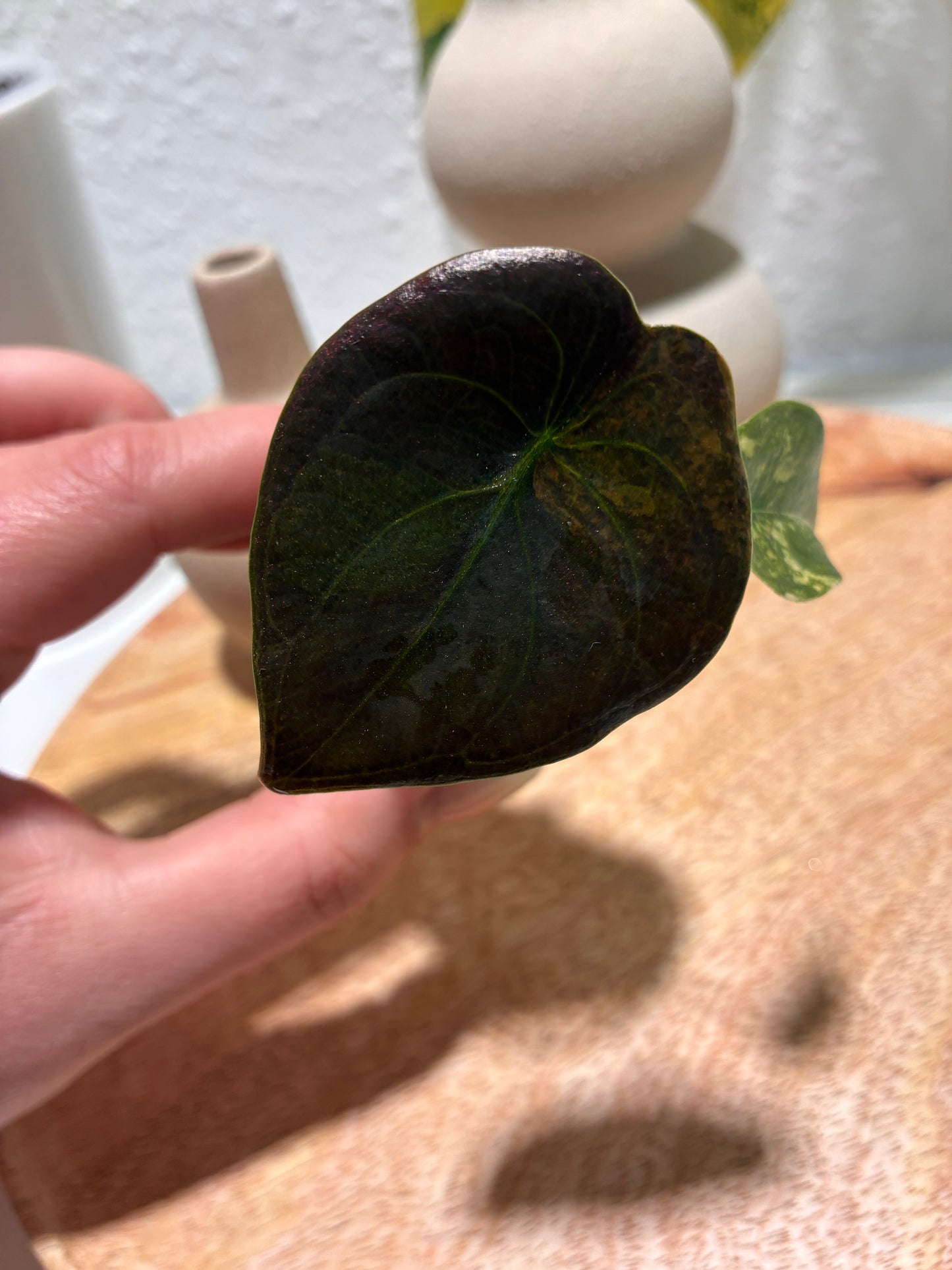 Alocasia Cuprea Latte #1