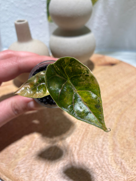 Alocasia Azlanii Aurea #2