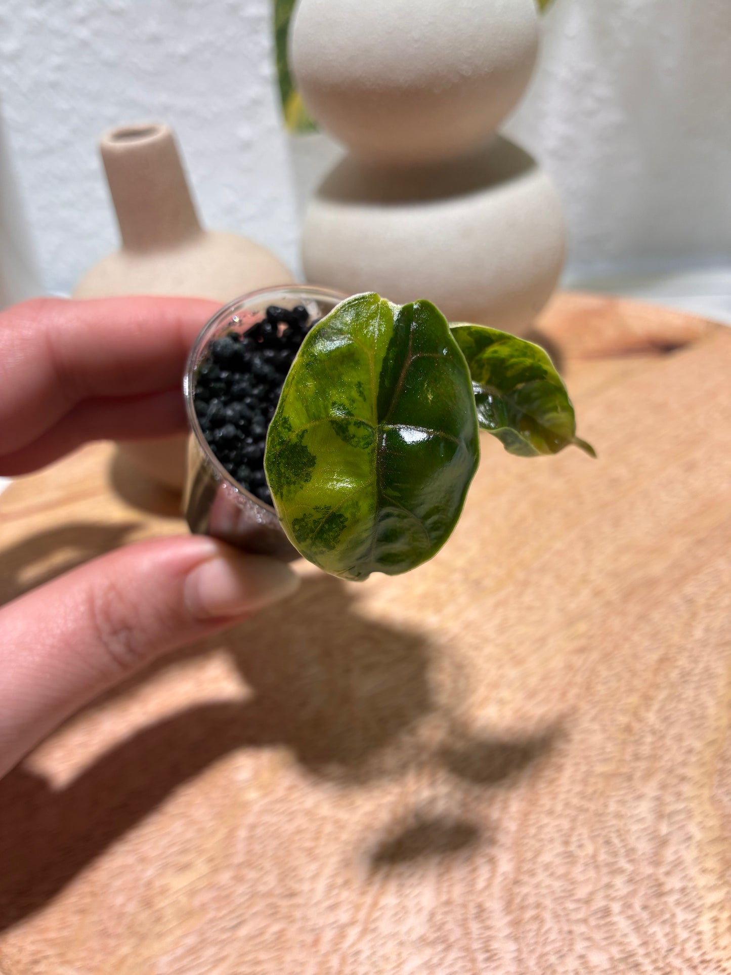 Alocasia Azlanii Aurea #1