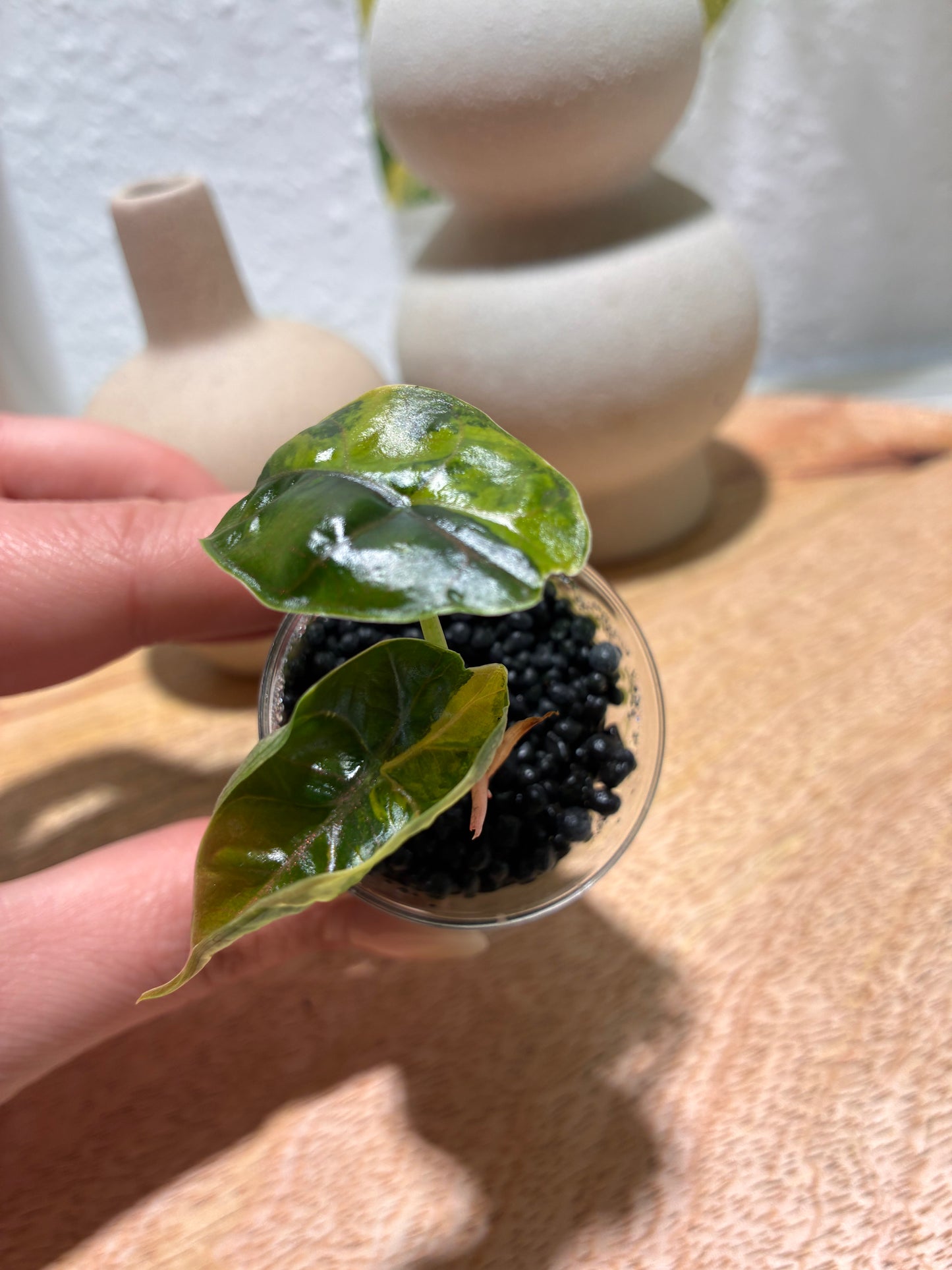 Alocasia Azlanii Aurea #1