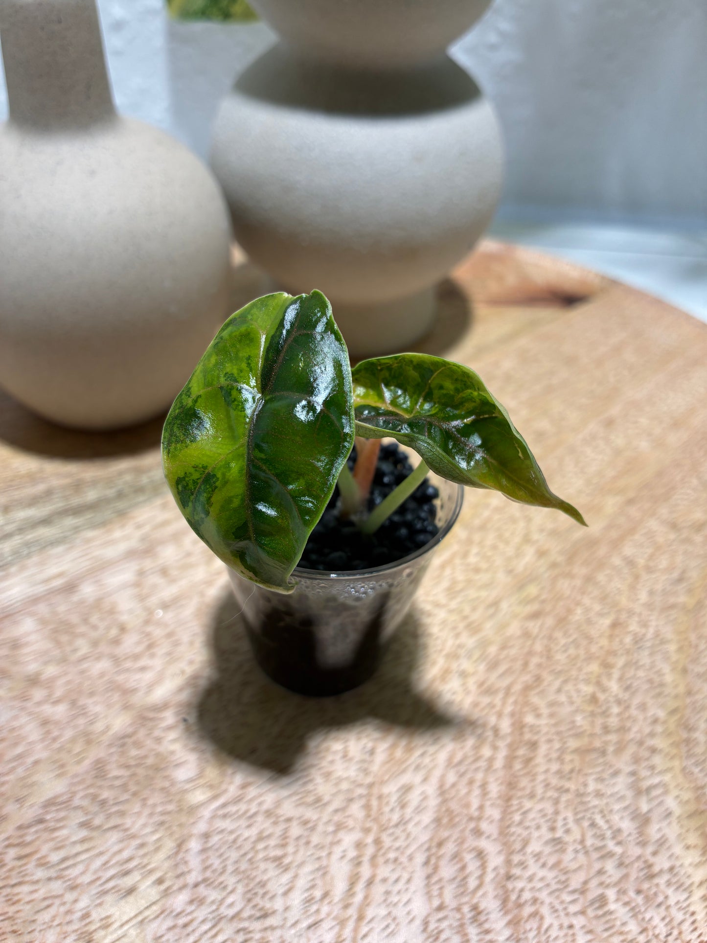 Alocasia Azlanii Aurea #1