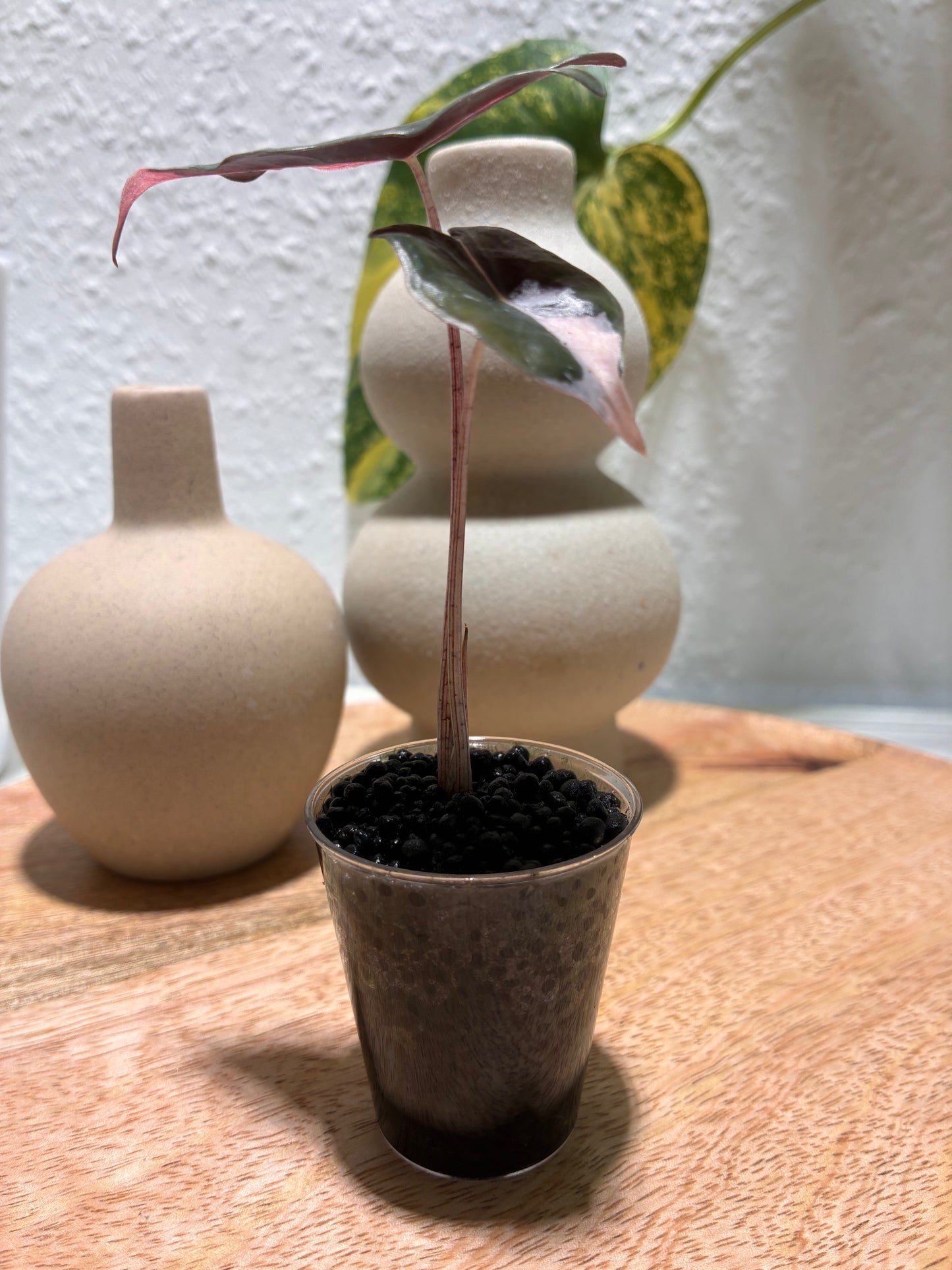 Alocasia Nobilis pink #2