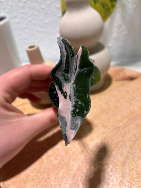 Alocasia Nobilis pink #2