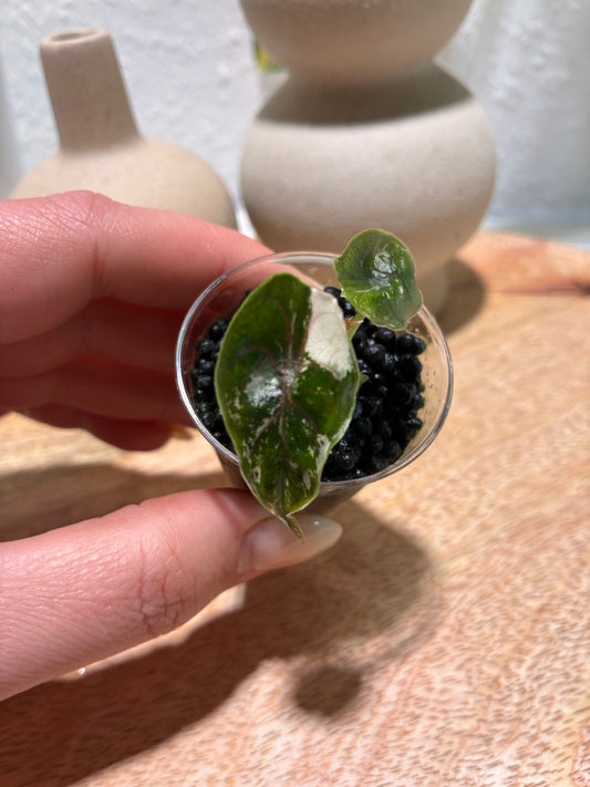 Alocasia Azlanii Albo/Pink #1